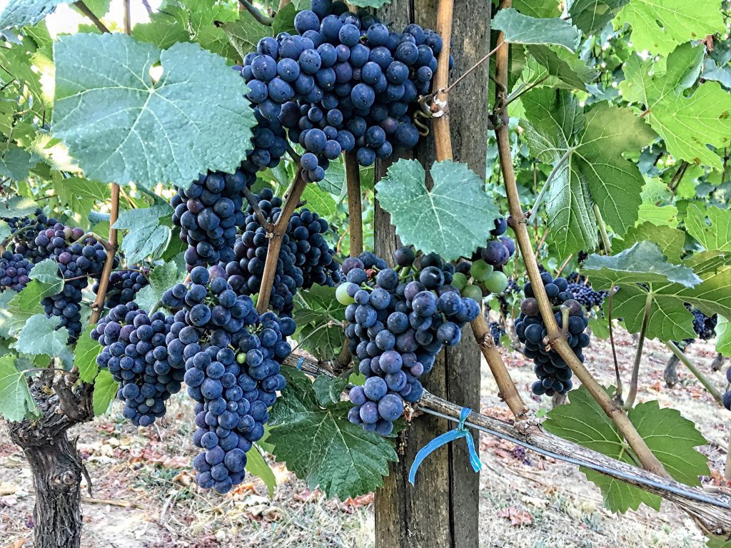 Lichtenwalter Vineyard Grapes Ripe on the Vine ©
