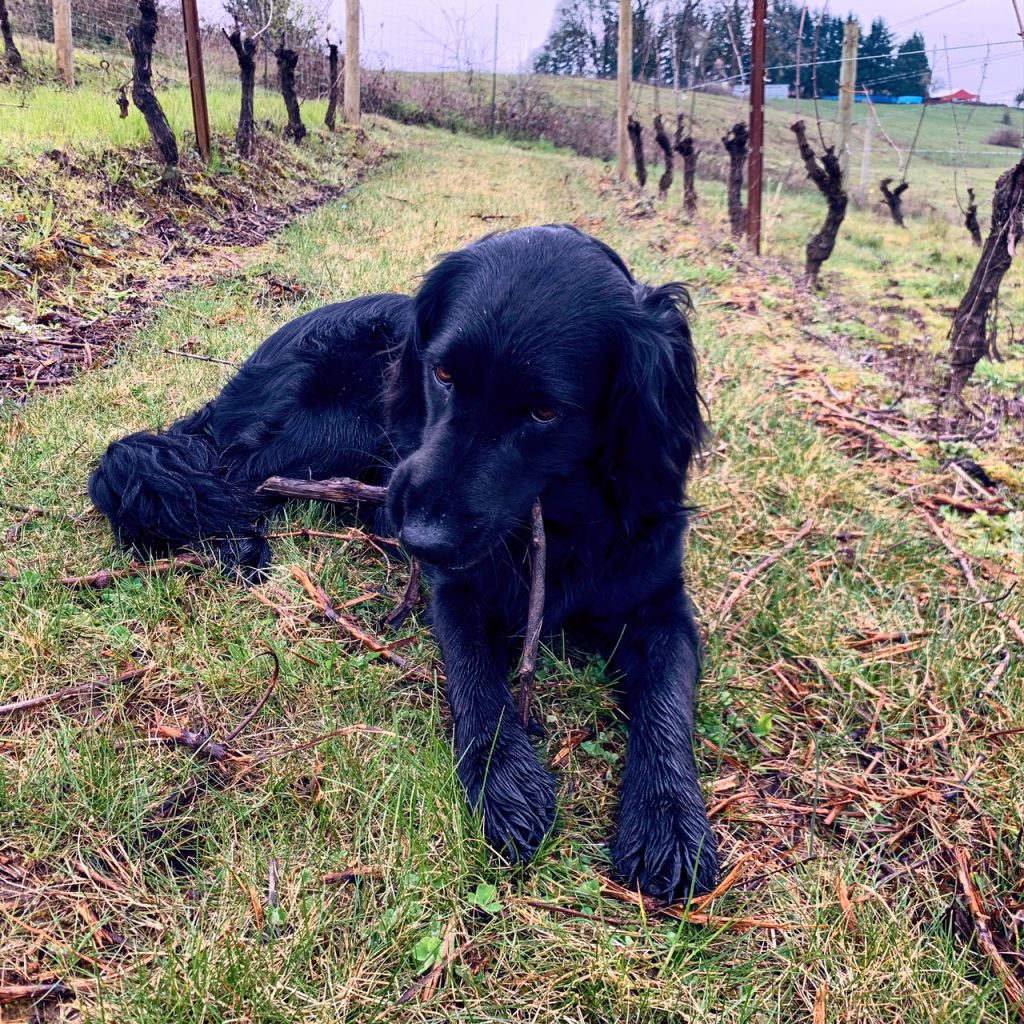 Lichtenwalter Vineyard Ruby ©